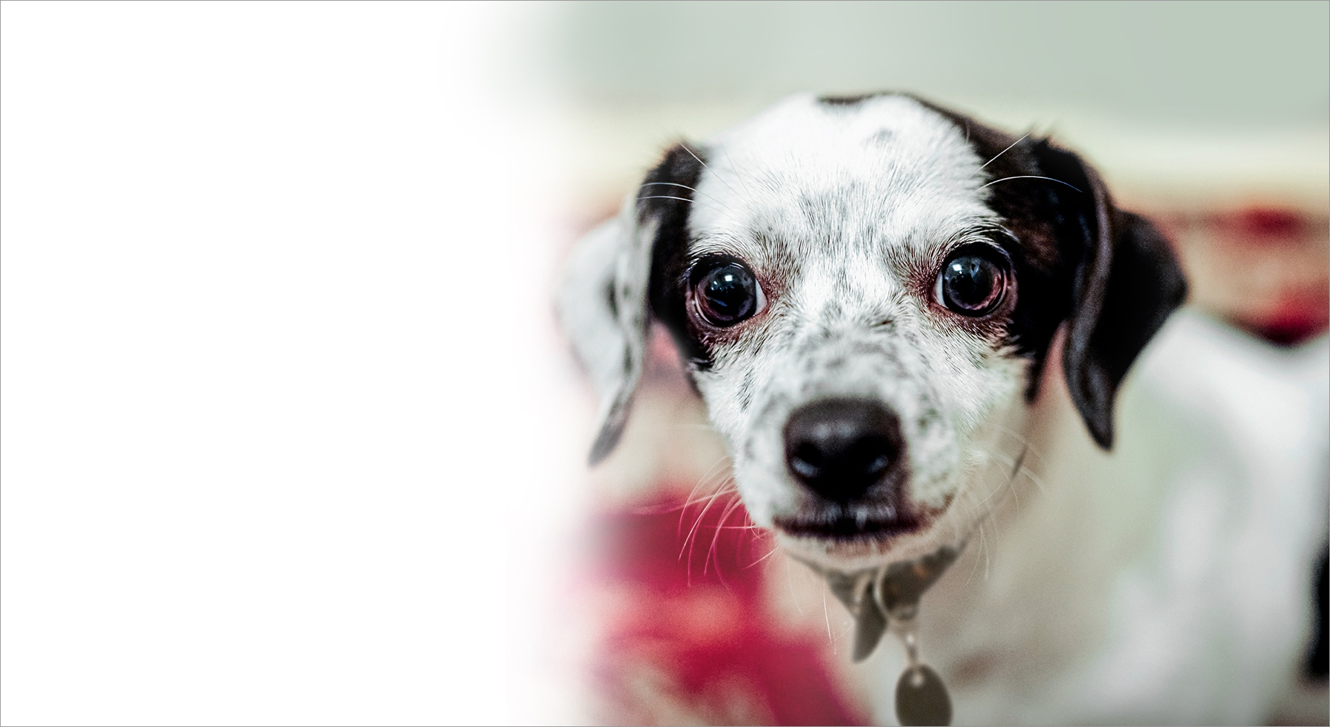 Puppy in need