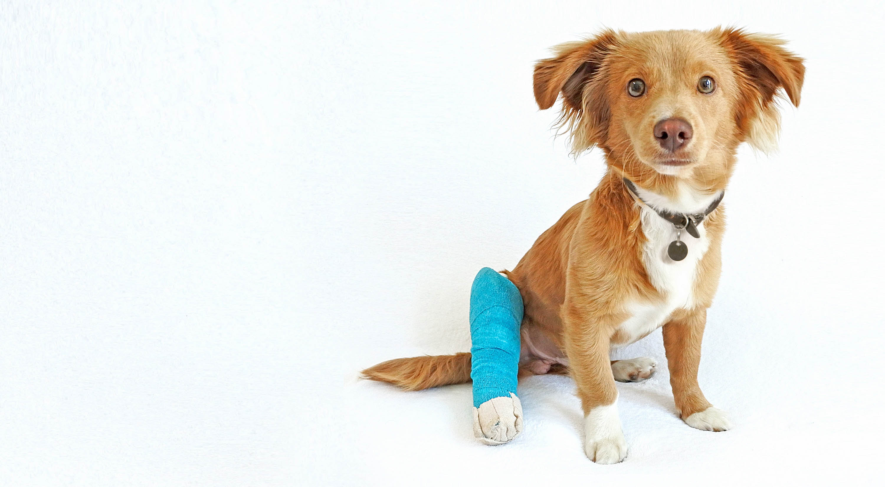 Cute dog with a cast