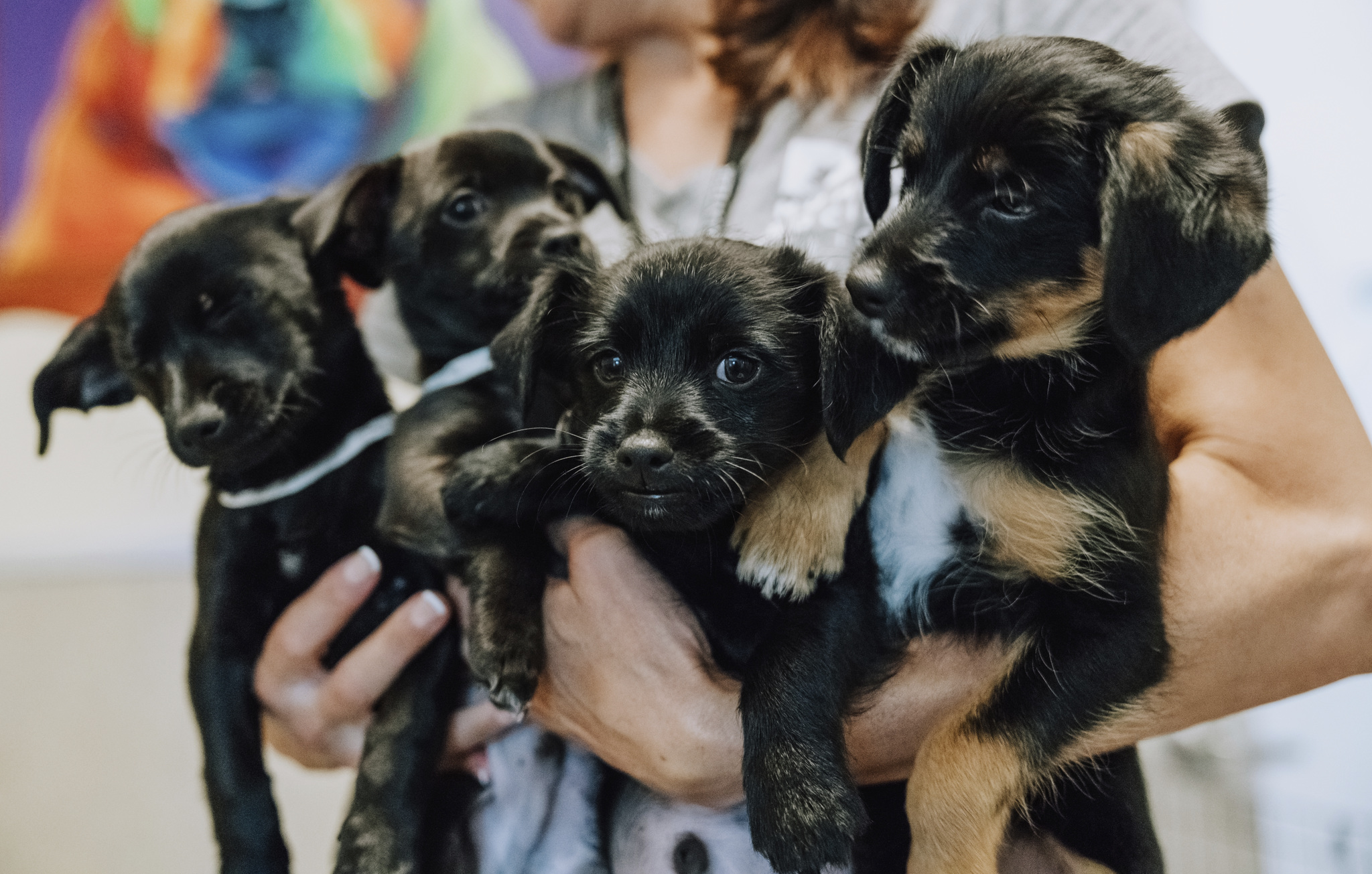 Intermediate Manners For Dogs (Hybrid) 10/17/24 at 730 PM HSSV